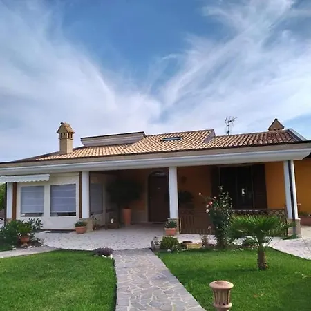 Agrifoglio